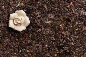 Rose White Blossom