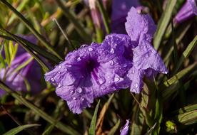 Flowers Blooms Purple