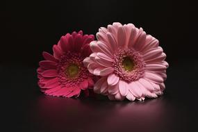 Gerbera Flowers