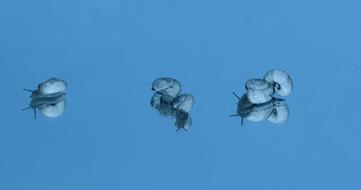 Snails Shell Reflection