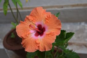 Hibiscus Rosa-Sinensis Flower
