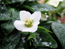 Christmas Rose Blossom Bloom