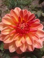 Dahlia Orange Flower