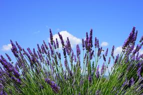 Lavender Field Flowers Purple