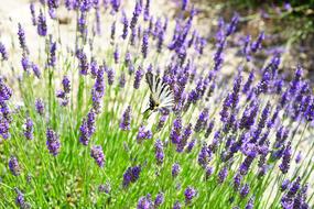 Lavender Field Flowers Purple