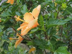 Flower Hibiscus Green