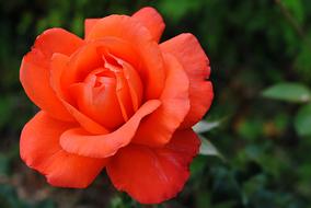 Flower Pink Orange