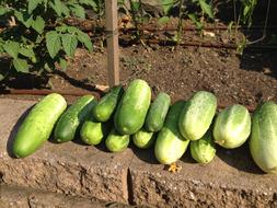 Cucumber Harvest Garden