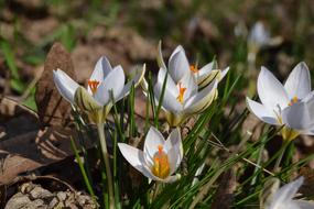 Crocus Flower Flowers