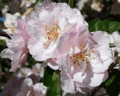 Blossom Pink Flowers