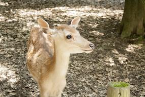 Cute little fawn in the woods
