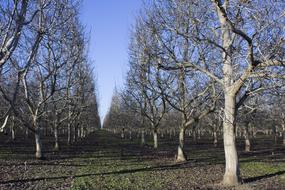 bare fruit trees in Orchard