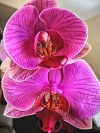 Orchid Flower