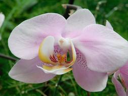 Orchid Flower Flora