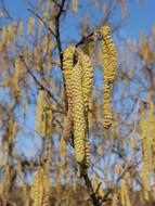 Hazel Flower Flowery