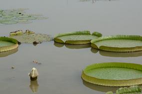 green lilies in the pond
