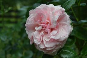 pink rose Flower with water Drop