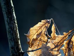brown dry oak Leaves on branch, Backlighting