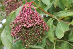 Elder Elderberries Berries Holder