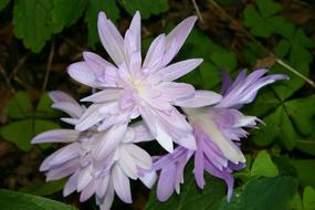 Flowers Floral Lilac Star
