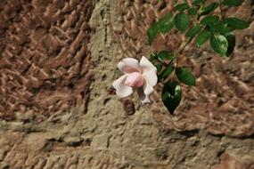 Rose Pink Wall