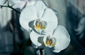 Flower Orchid Macro