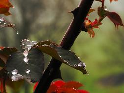 Water Rose Rain