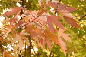 Autumn leaves on a tree in the garden
