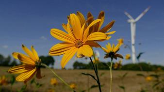 Flower Yellow Sunflower