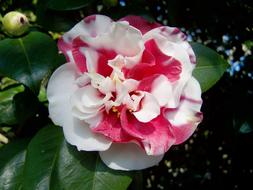 Camellia Pink And White Flowers