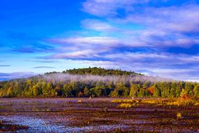 marshland in front of forest, scenic autumn landscape