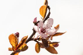 Flower Cherry Spring