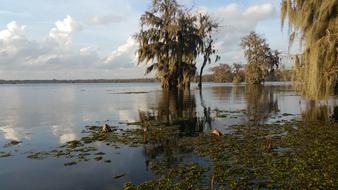 green moss on the lake