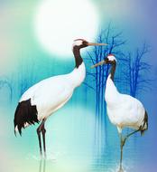 couple of ibises