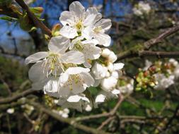 Cherry Blossom Spring Tree