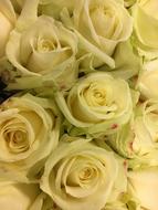 Rose Flowers Flower White