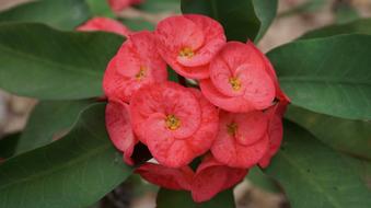 red flowers on a stem in the garden