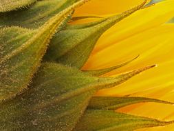 Sunflower Yellow Flower