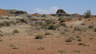 desert with plants