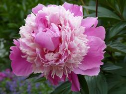 Peony Pink