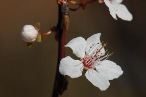 Spring Blossom Bloom Cherry