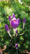 Crocus Purple Flower