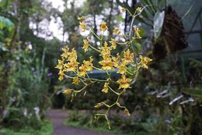 yellow blooming orchids in Costa Rica