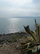beautiful plant near the sea