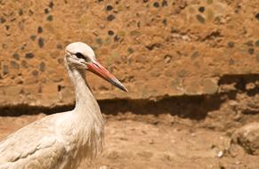 closeup of a white stork