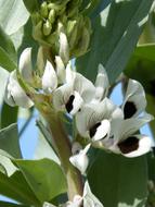 Flower Habera