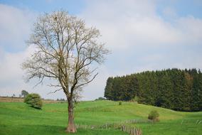lonely tree in a meadow