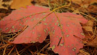 beautiful orange leaf with green dots