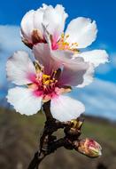 Flowering Twig Blossom Bloom