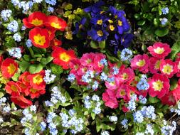 Primula, colorful flowers, spring background